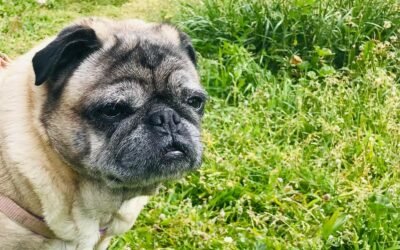 Animali domestici in condominio,quali limiti?